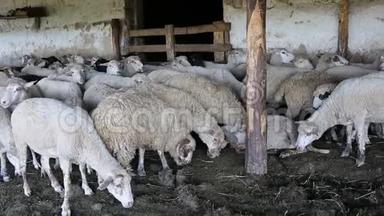 一群绵羊在围场活动。 畜牧场，羊群。